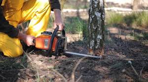 Best Commercial Tree Services  in Kittitas, WA