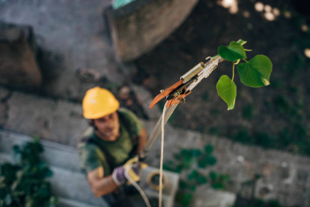 Best Tree Health Inspection  in Kittitas, WA