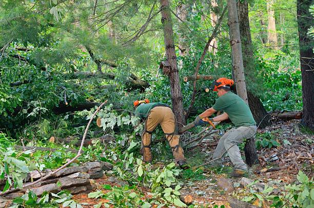 Best Stump Grinding and Removal  in Kittitas, WA