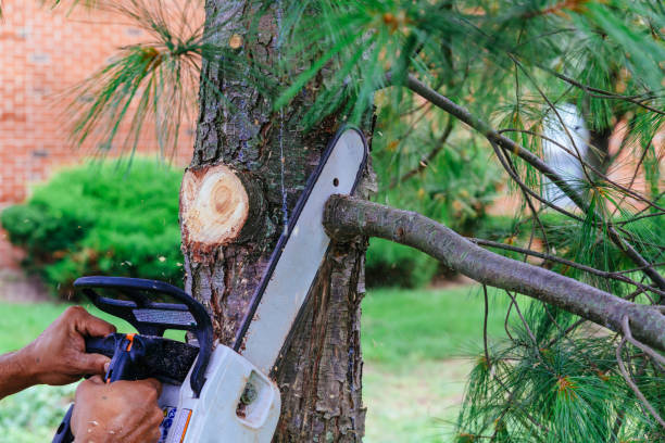 Best Pest Control for Lawns  in Kittitas, WA