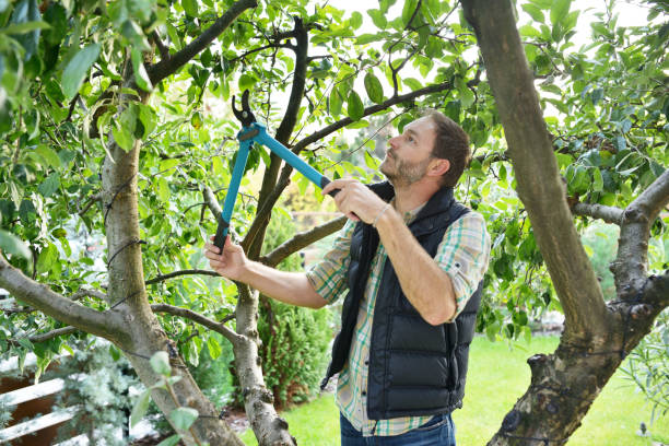 Best Tree and Shrub Care  in Kittitas, WA